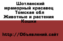 Шотланский мраморный красавец - Томская обл. Животные и растения » Кошки   